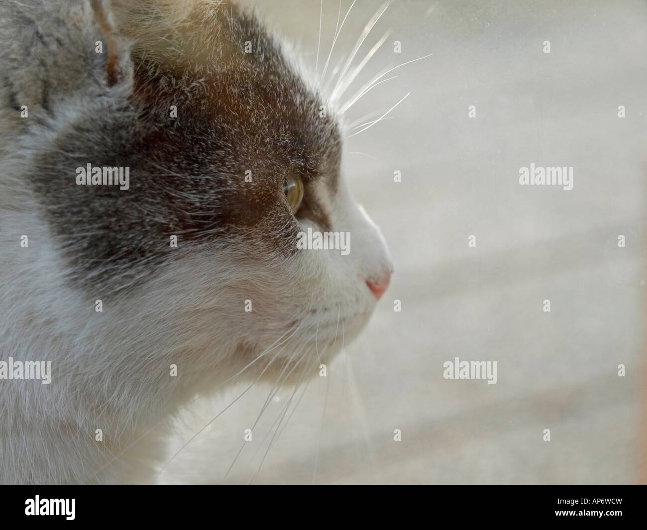 House Cat Grey White Side View Of The Head Stock Photo Alamy