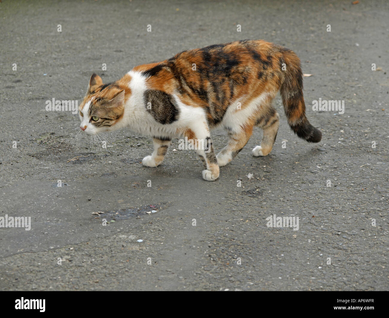 pied street cat looking anxious or aggressiv Stock Photo