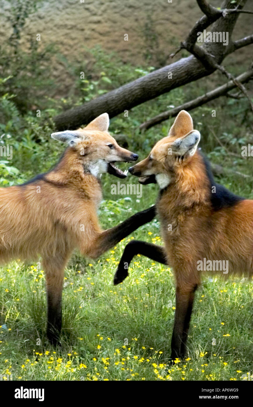 maned wolf pups Stock Photo