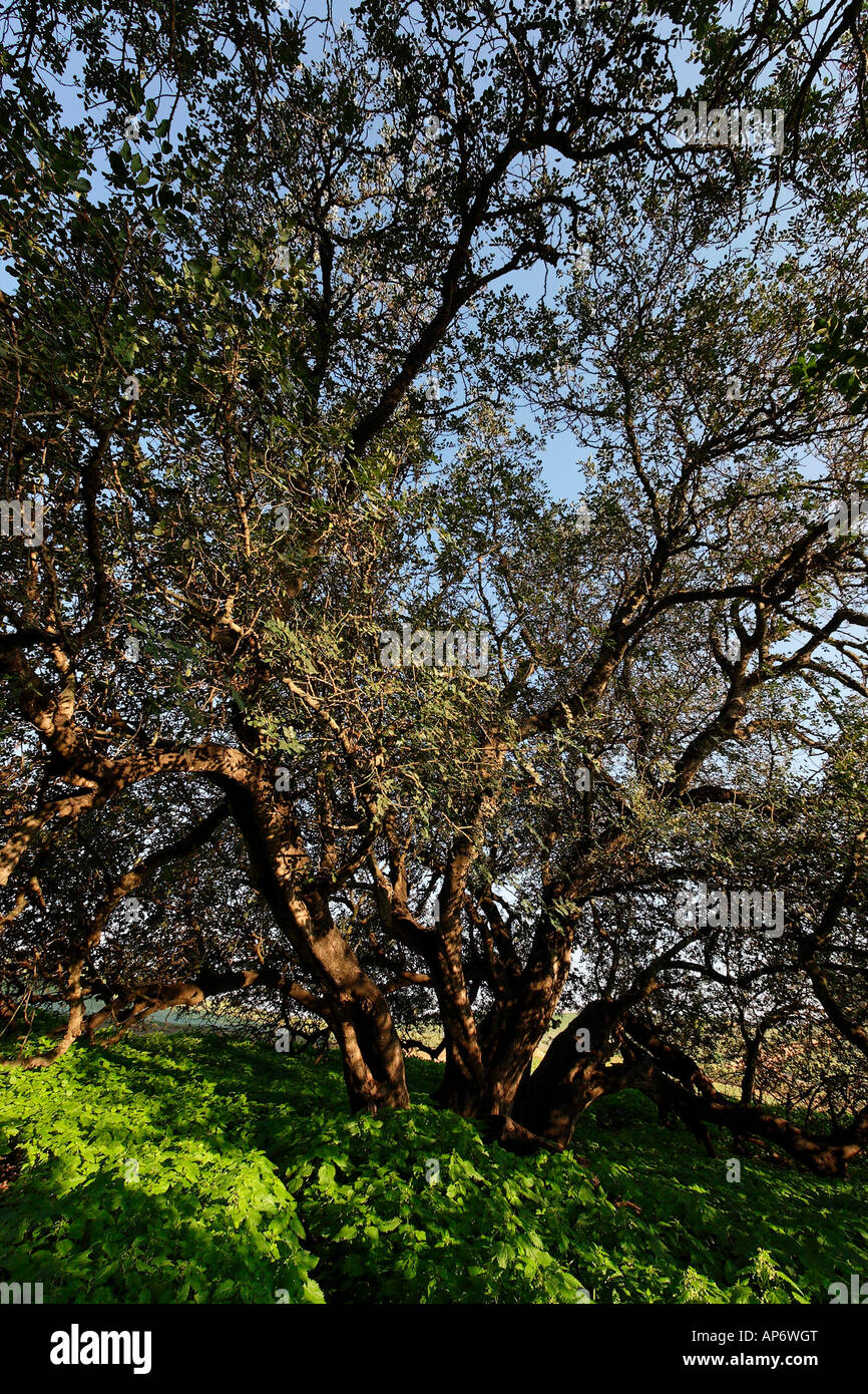 Israel Carob trees in Sharon Park Stock Photo