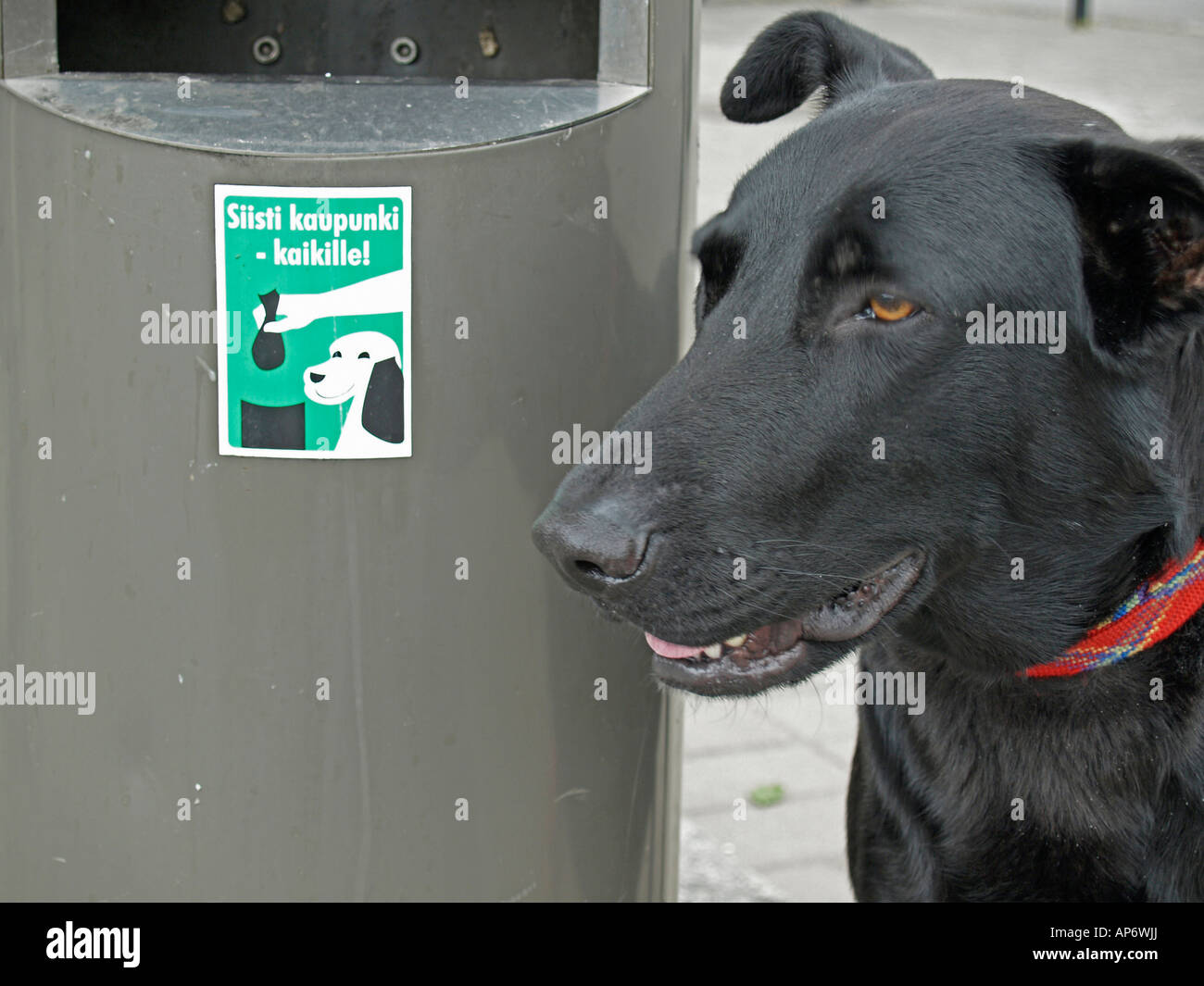 Can You Put Dog Poop In The Black Bin