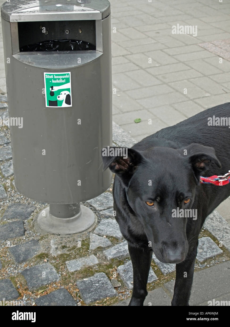 Can You Put Dog Poop In The Black Bin
