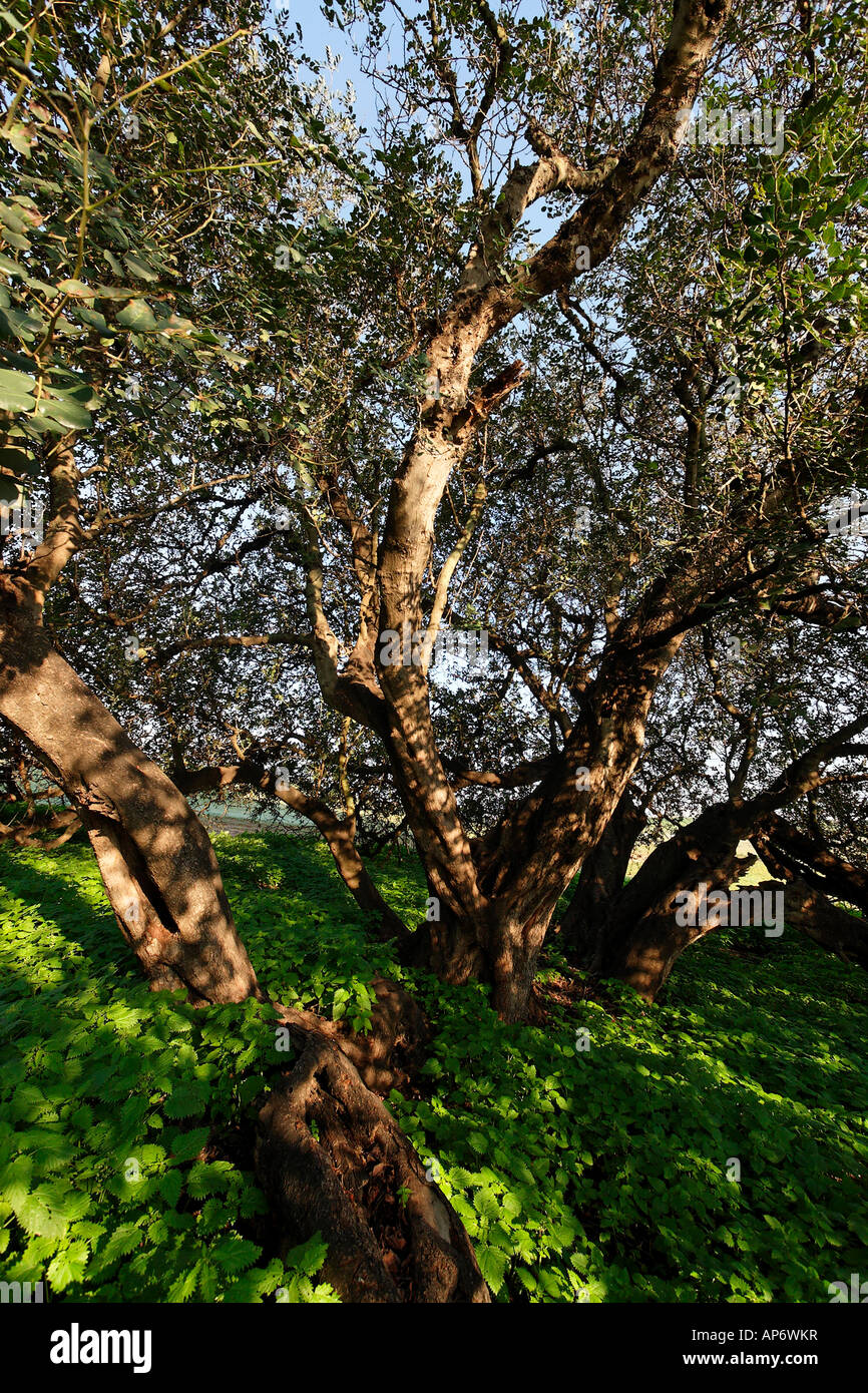 Carob tree israel hires stock photography and images Alamy