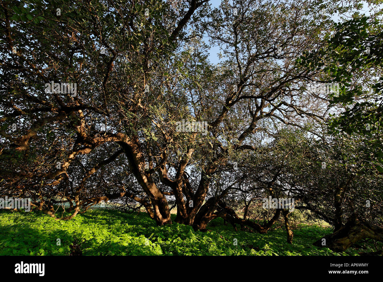 Israel Carob trees in Sharon Park Stock Photo Alamy