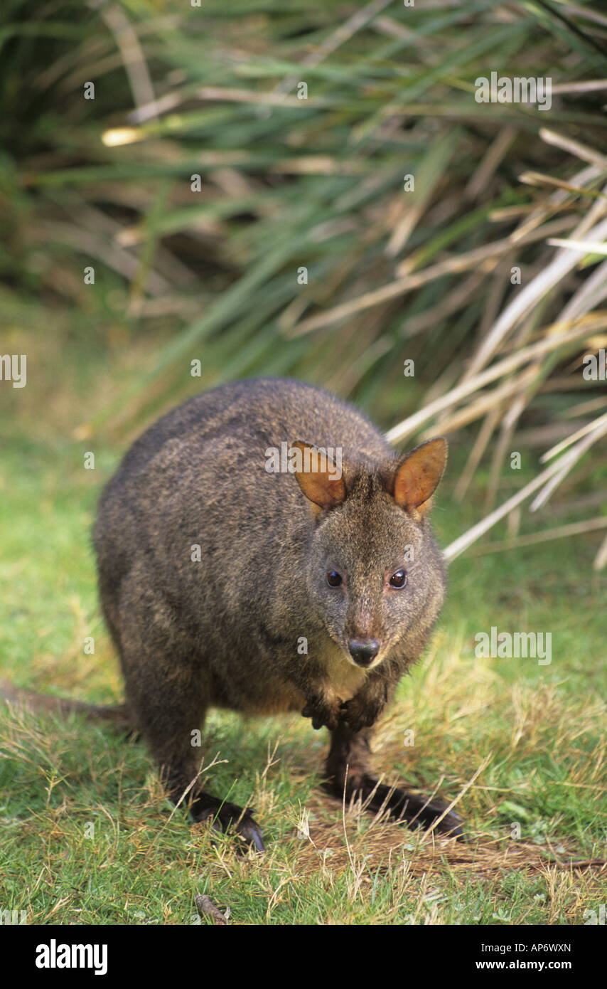 A type of kangaroo called a Tasmanian Pademelon Thylogale billardierii Tasmania Stock Photo