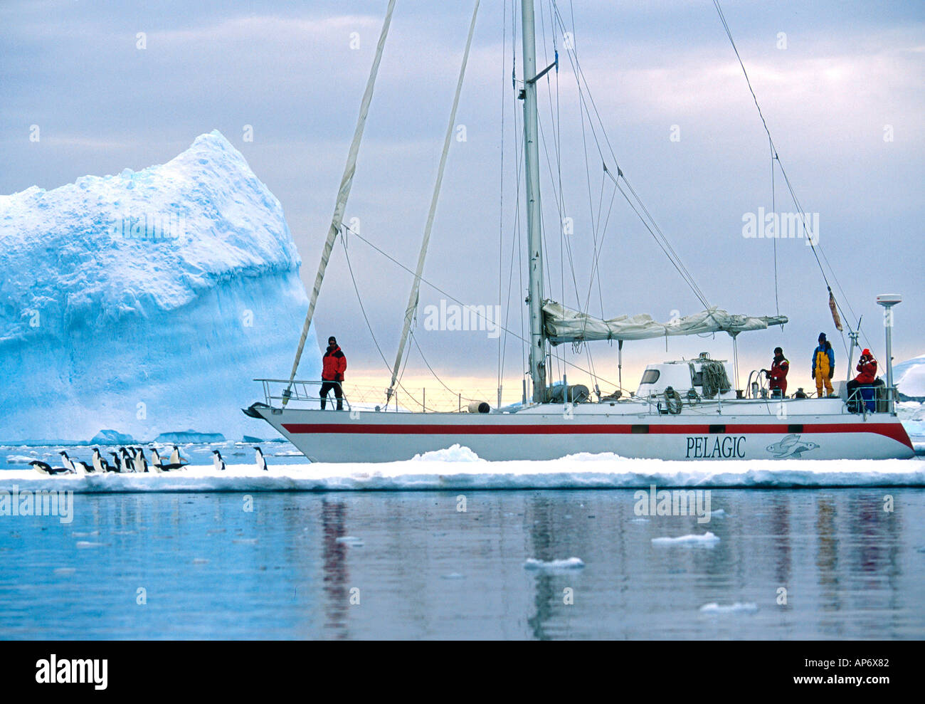 The Yacht Pelagic sails past penguins in Antartica Stock Photo