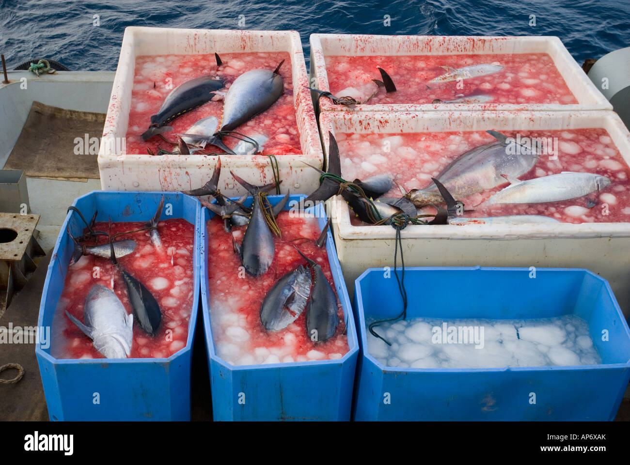 Bluefin tuna harvest in Eastern Mediterranean Turkey Stock Photo Alamy