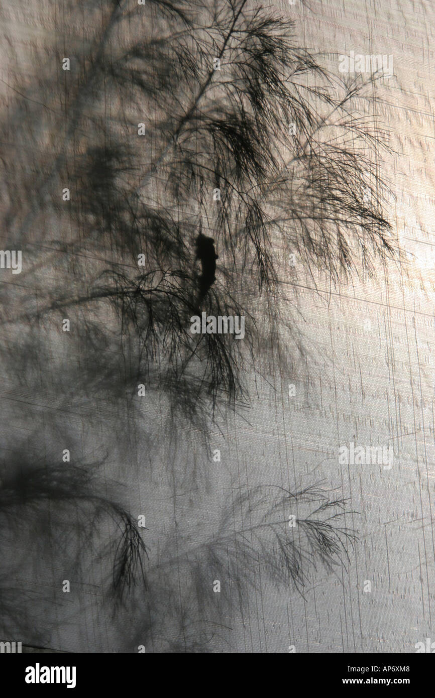 Pine tree Reflection through Muslin cloth causing the image to appear foggy Stock Photo