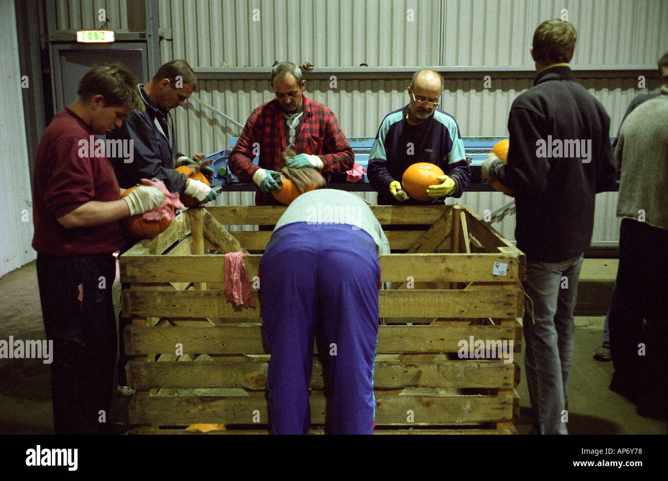 The David Bowman Ltd Pumpkin Farm Spalding Lincolnshire, largest