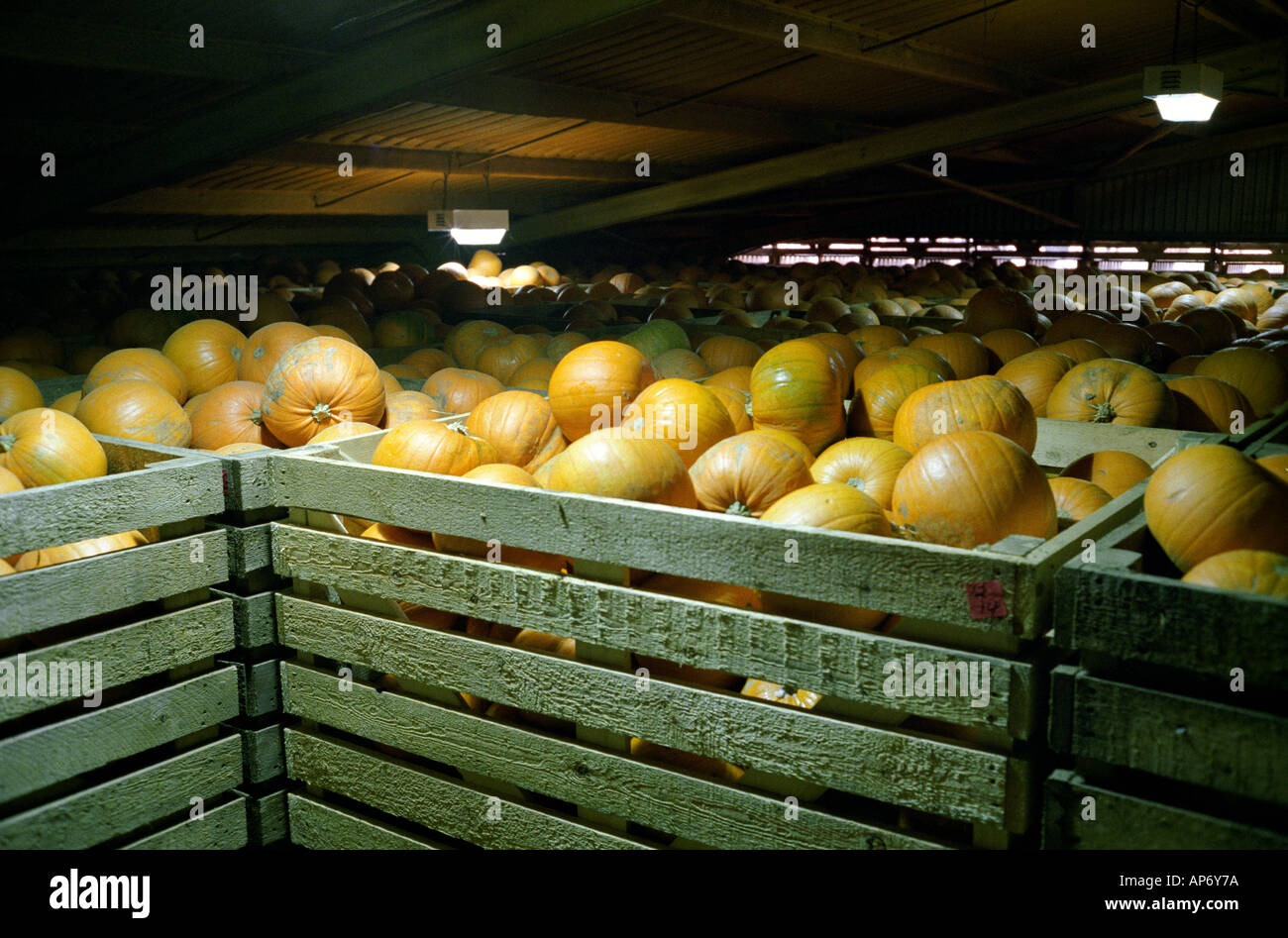 The David Bowman Ltd Pumpkin Farm Spalding Lincolnshire, largest
