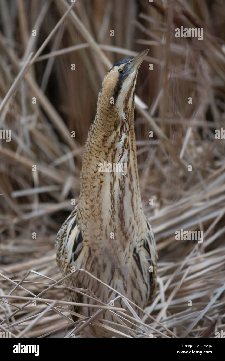BITTERN BOTAURUS STELLARIS STANDING AMONGST REEDS SIDE VIEW Stock Photo ...