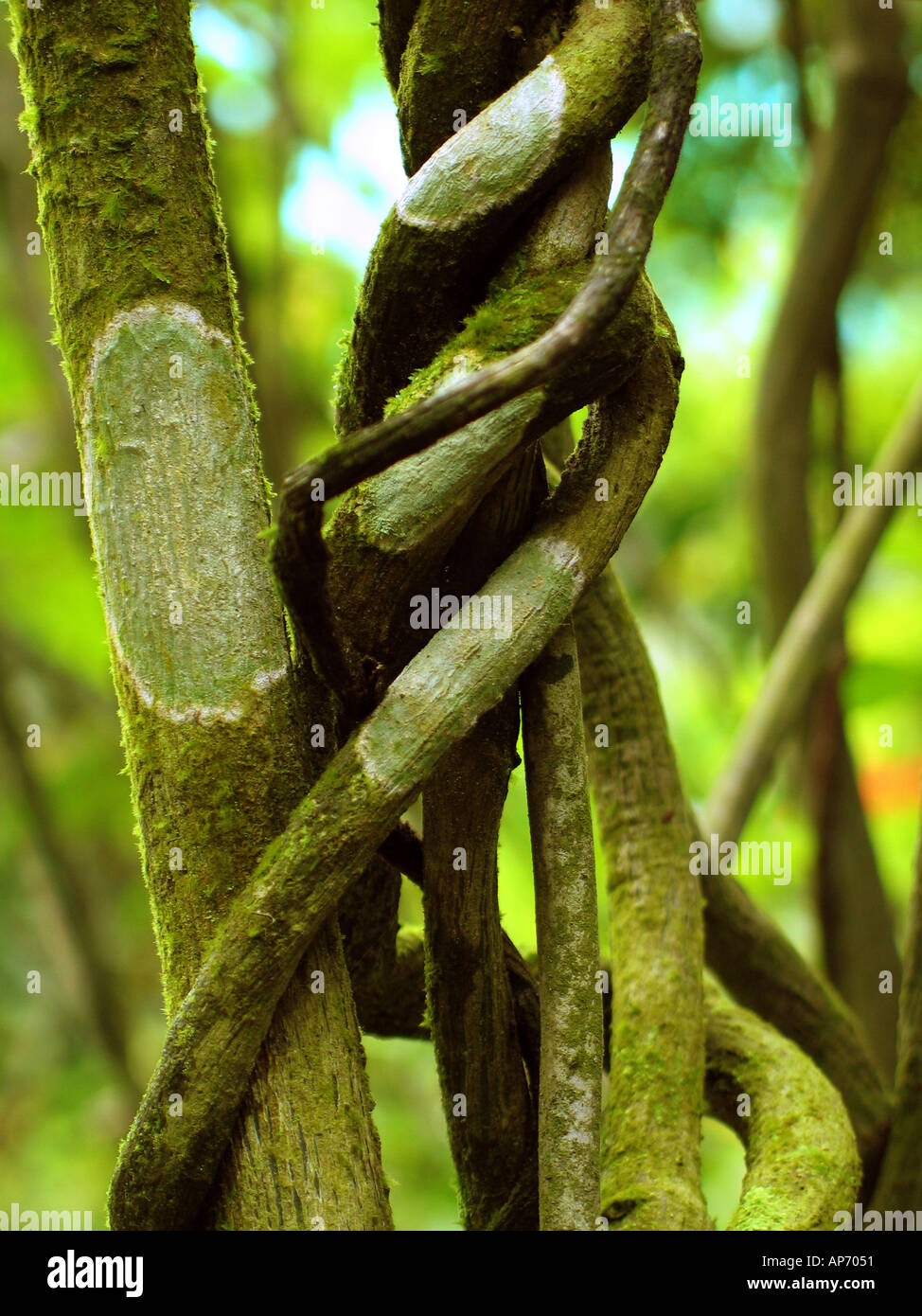 Tropical hanging vines. Jungle liana climbing plants, wild rainforest By  WinWin_artlab