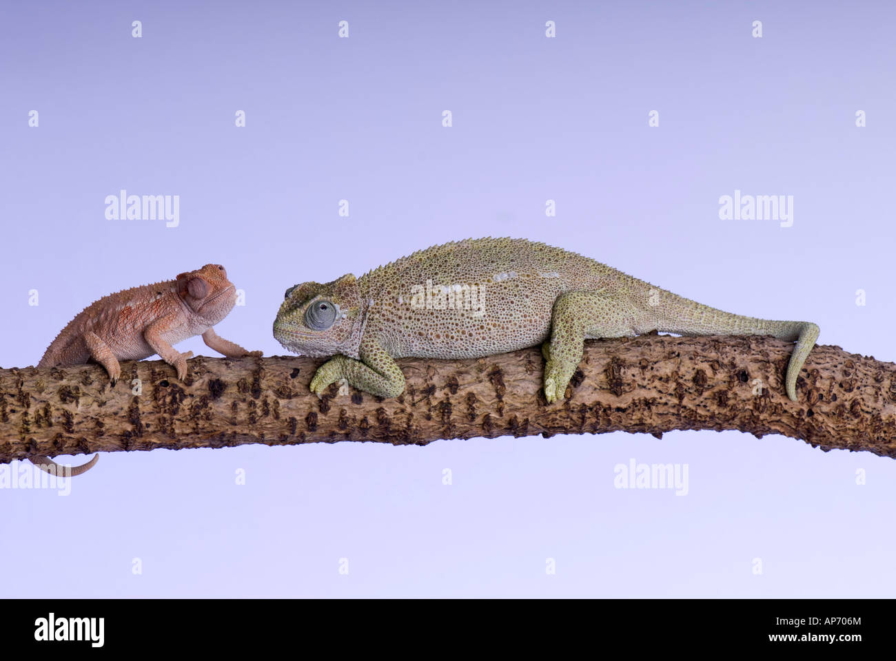 Mother and baby chameleon on branch Stock Photo