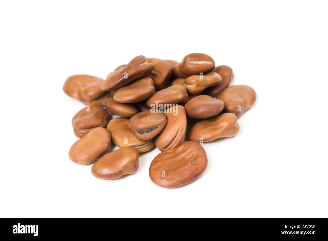 Broad Bean seed ready for sowing Stock Photo Alamy