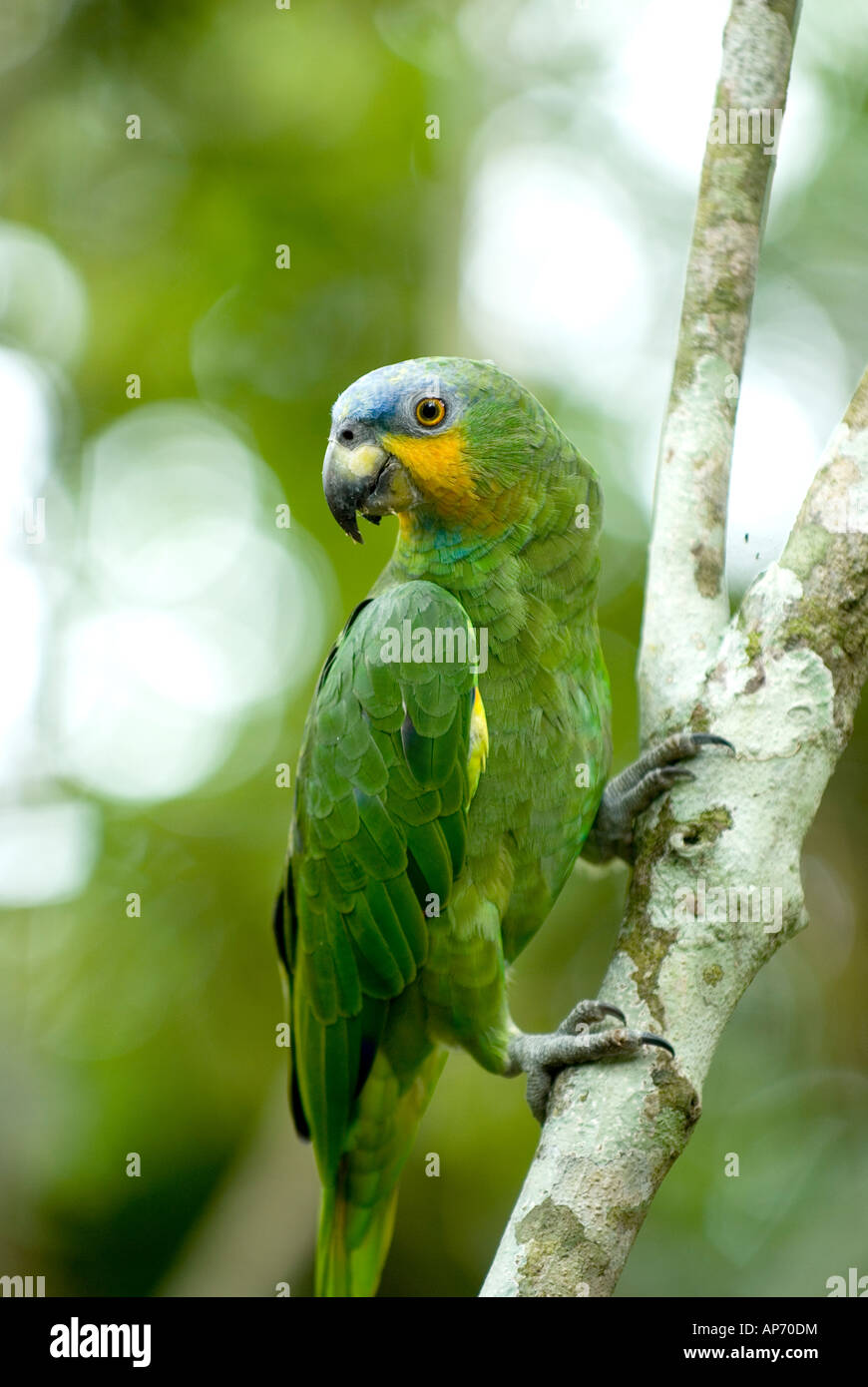 ORANGE WINGED AMAZON PARROT Amazona amazonica Stock Photo Alamy