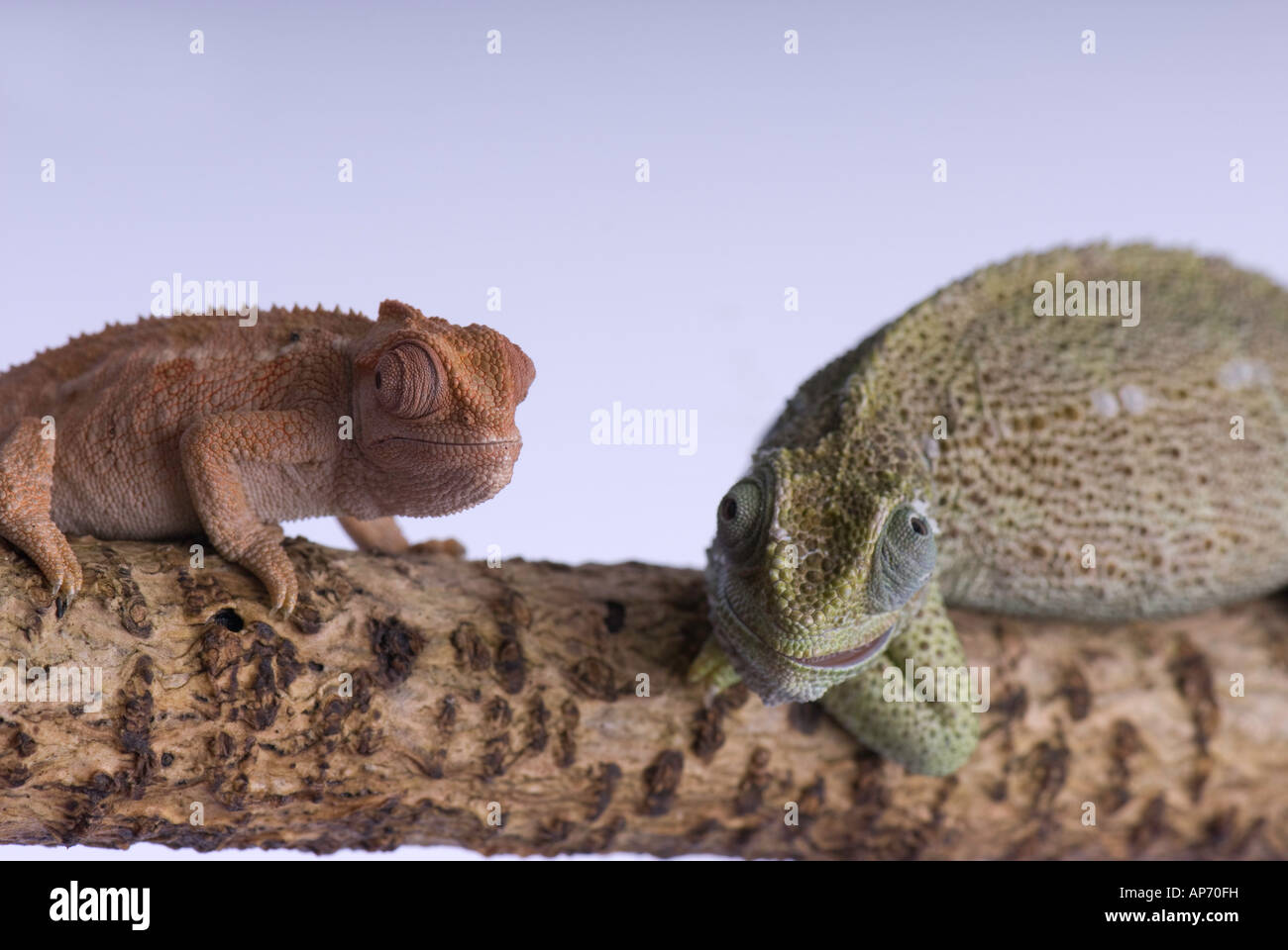 2 Chameleons on branch Stock Photo