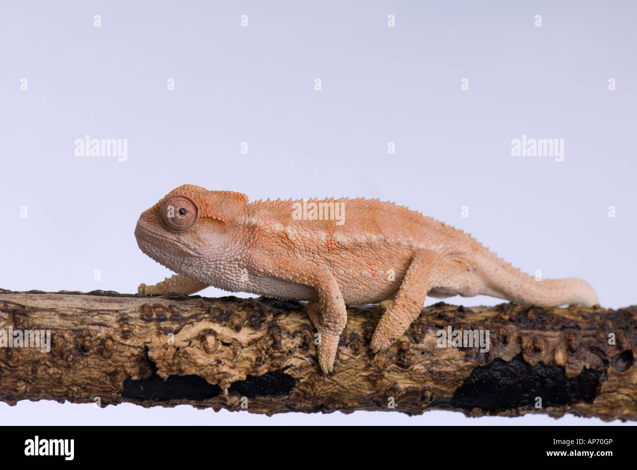 Young chameleon walking along branch Stock Photo