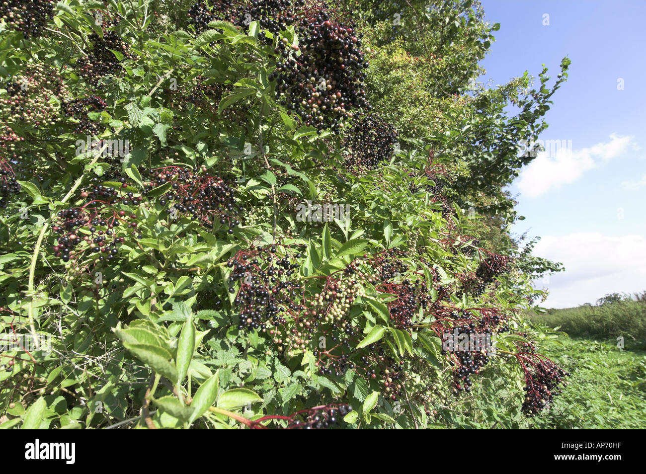 Elder Elderberries sambucus nigra berries ripe Norfolk UK September Norfolk UK Stock Photo