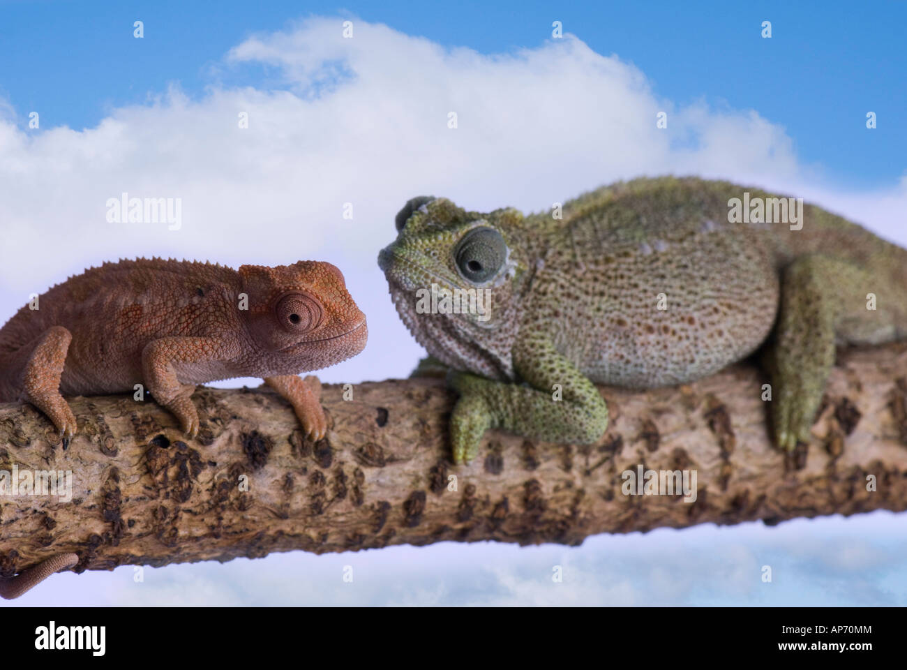two chameleons on branch Stock Photo