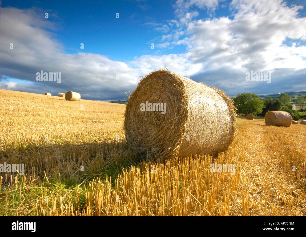 Hay Bale in late afternoon summer sun Stock Photo - Alamy