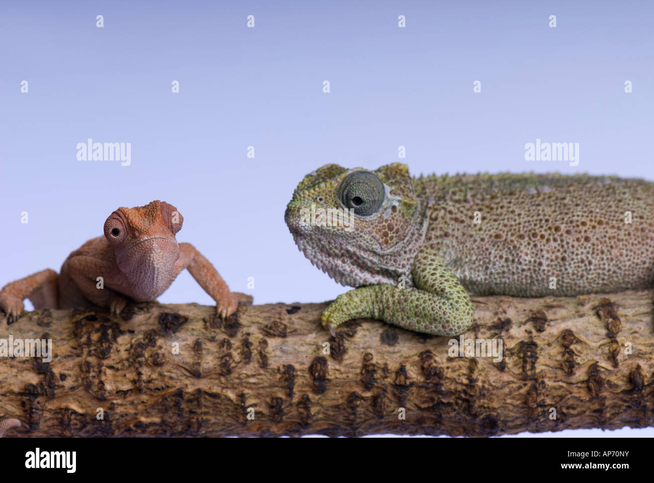 Mother and baby chameleons Stock Photo