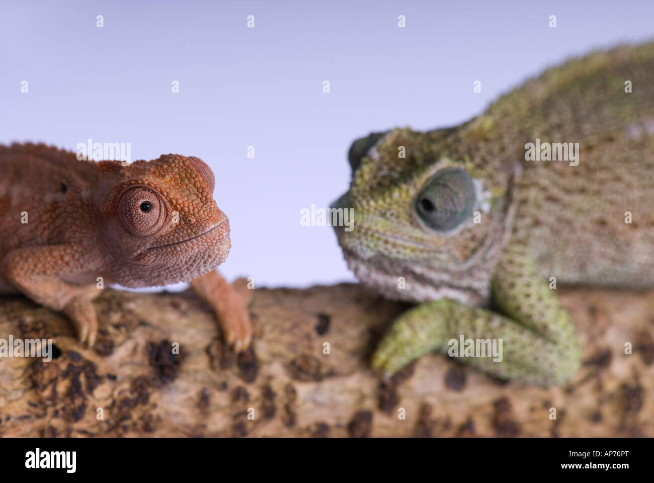 Close up of 2 chameleons Stock Photo