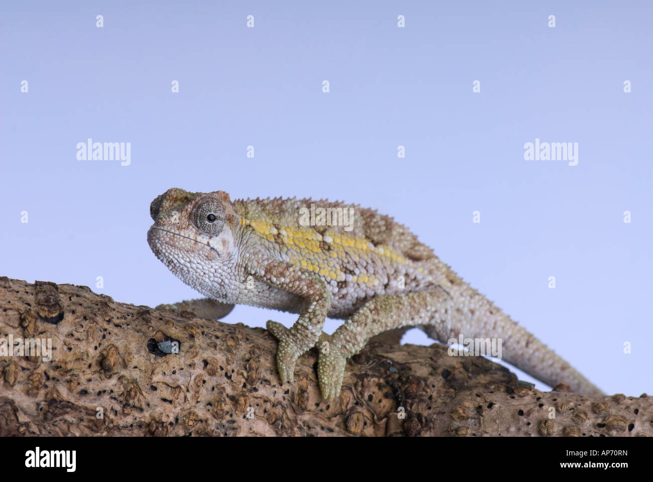 Young chameleon with diamond pettern on tree brancch Stock Photo