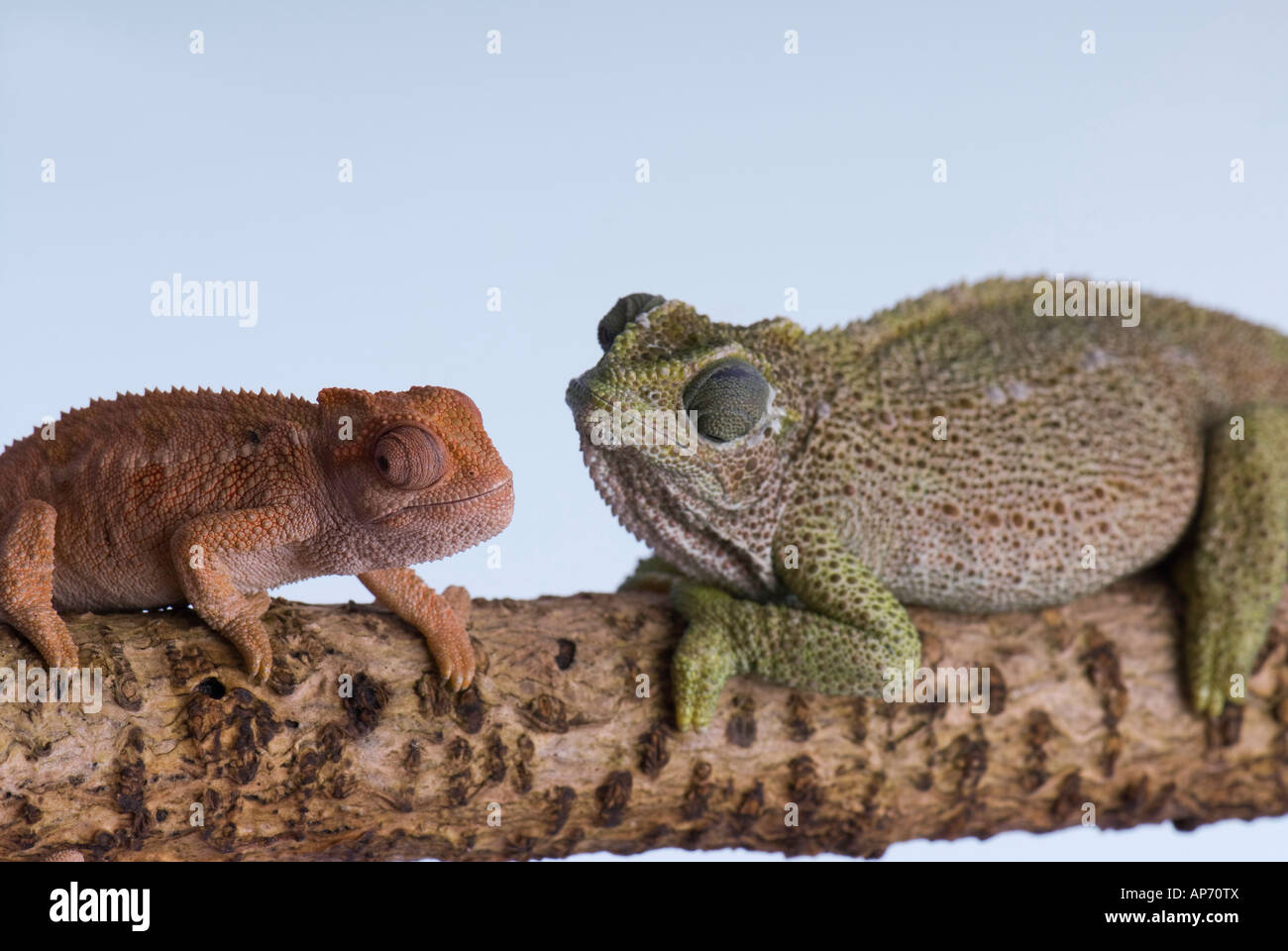 two chameleons on branch Stock Photo