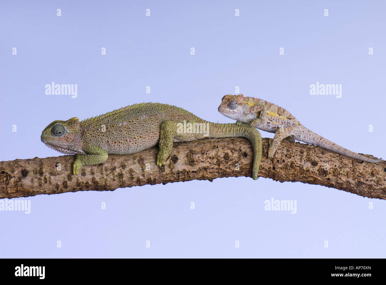 two chameleons on a tree branch Stock Photo
