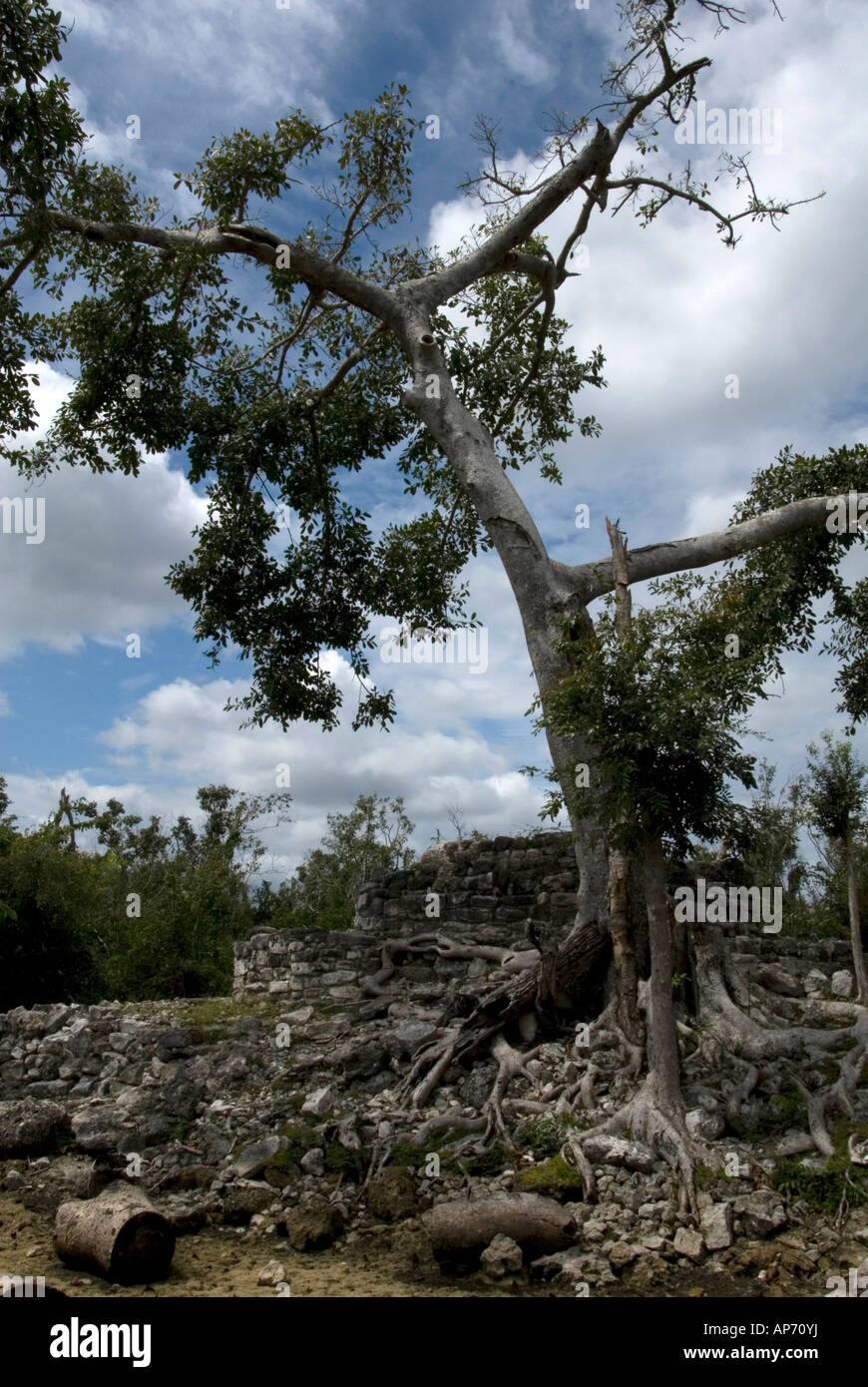 Ruins at San Gervasio, Mexico Stock Photo Alamy