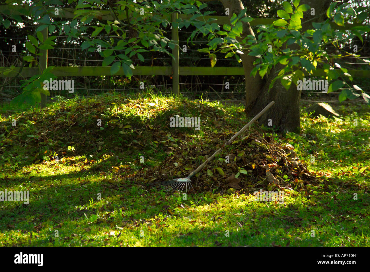 Autumn Leaves and Rake Under Tree in Garden Stock Photo Alamy