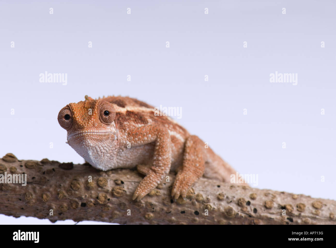 Young chameleon on branch looking straight at camera Stock Photo