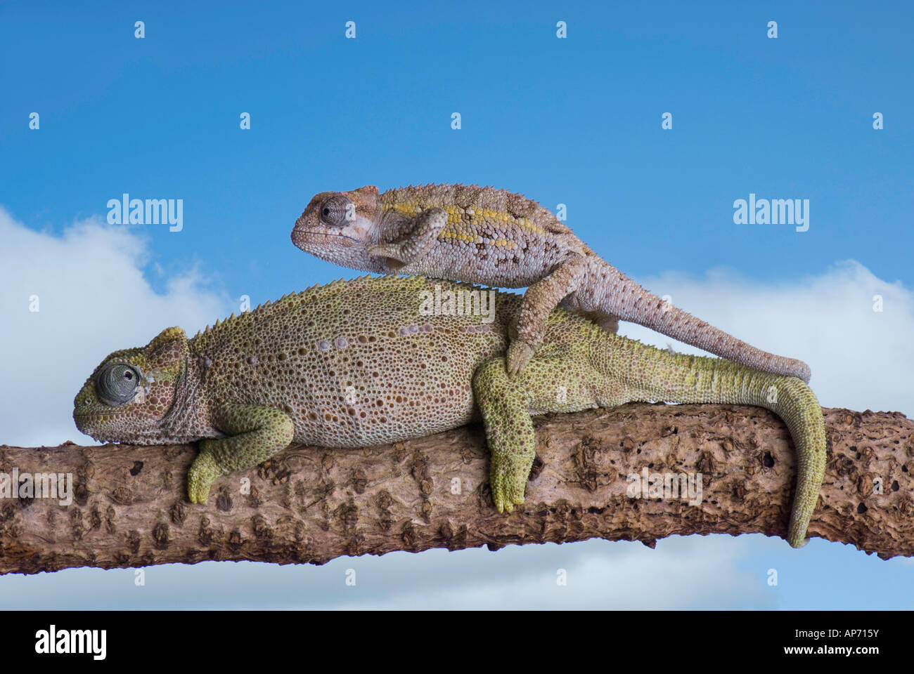 Young chameleon clambering over mother Stock Photo