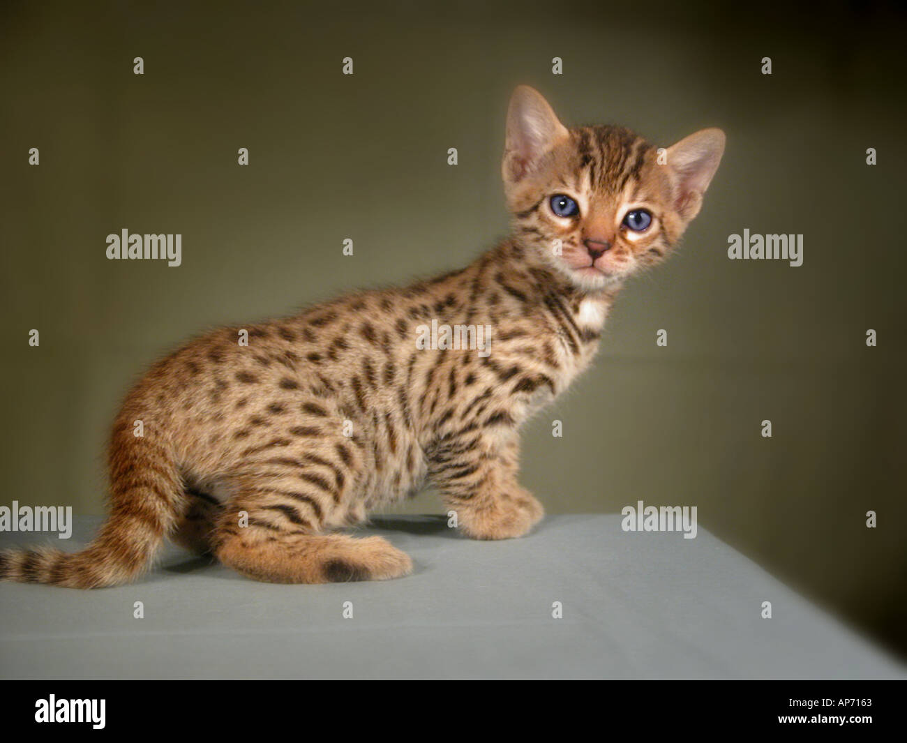 Savannah An All New Created Breed Of Show Kitten Cat Feline Who Is Stock Photo Alamy