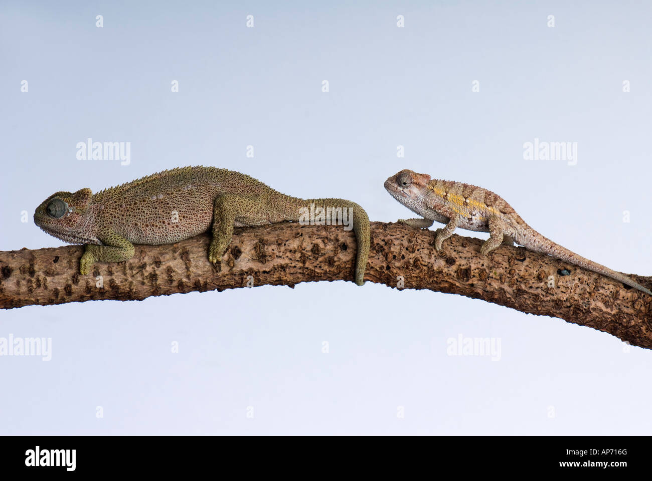 Mother and baby chameleon on tree branch Stock Photo