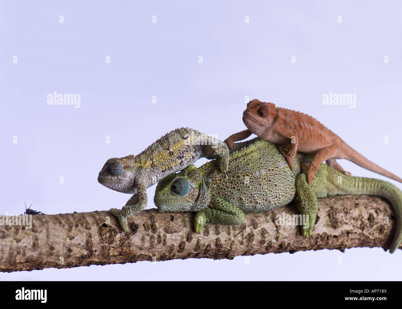 Two young chameleons clambering over the mother Stock Photo