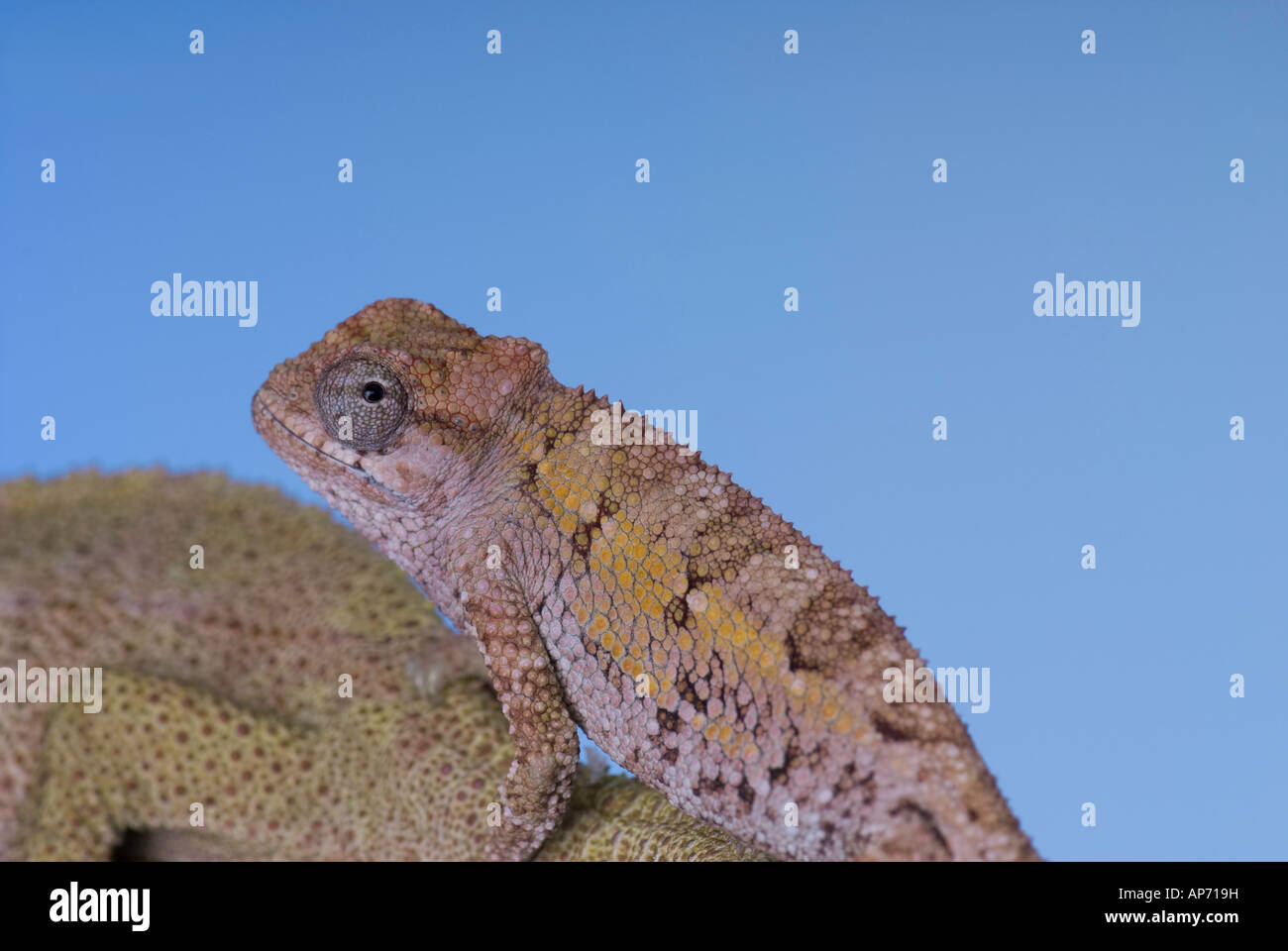 Young chameleon with diamond pattern Stock Photo
