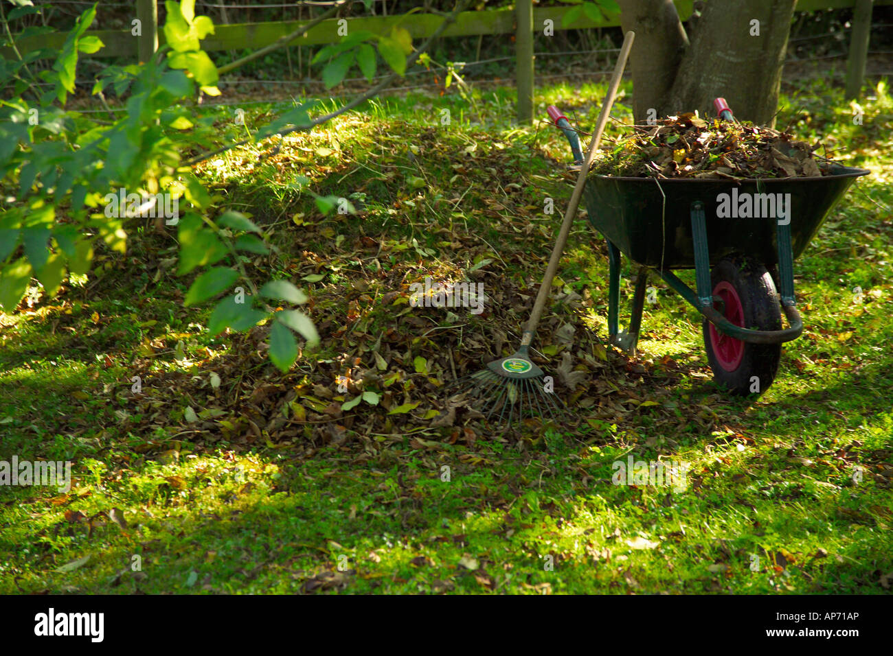 Autumn Leaves and Rake Under Tree in Garden Stock Photo - Alamy