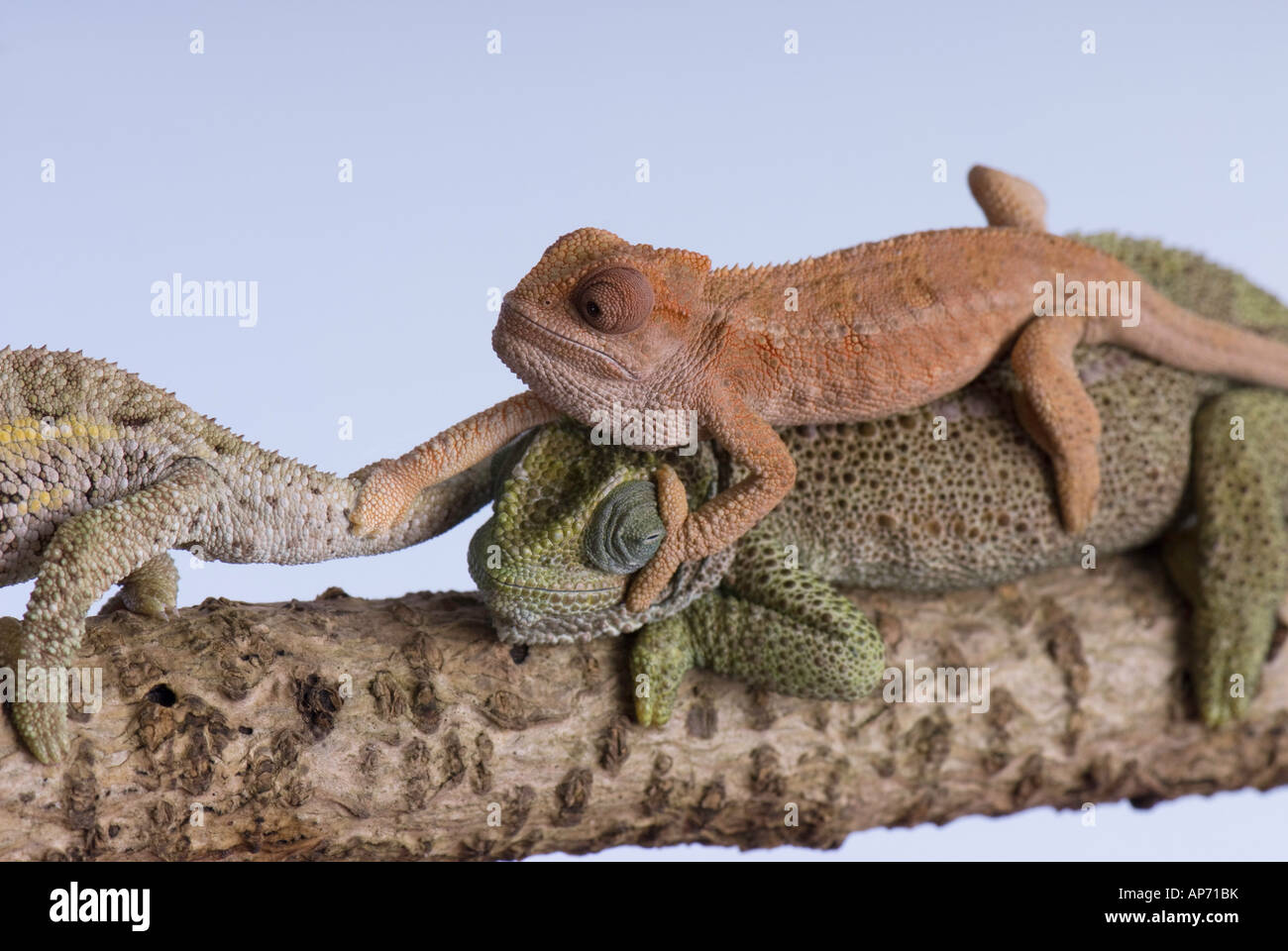 Small Chameleon climbing over adult and holding on to tail of another Stock Photo