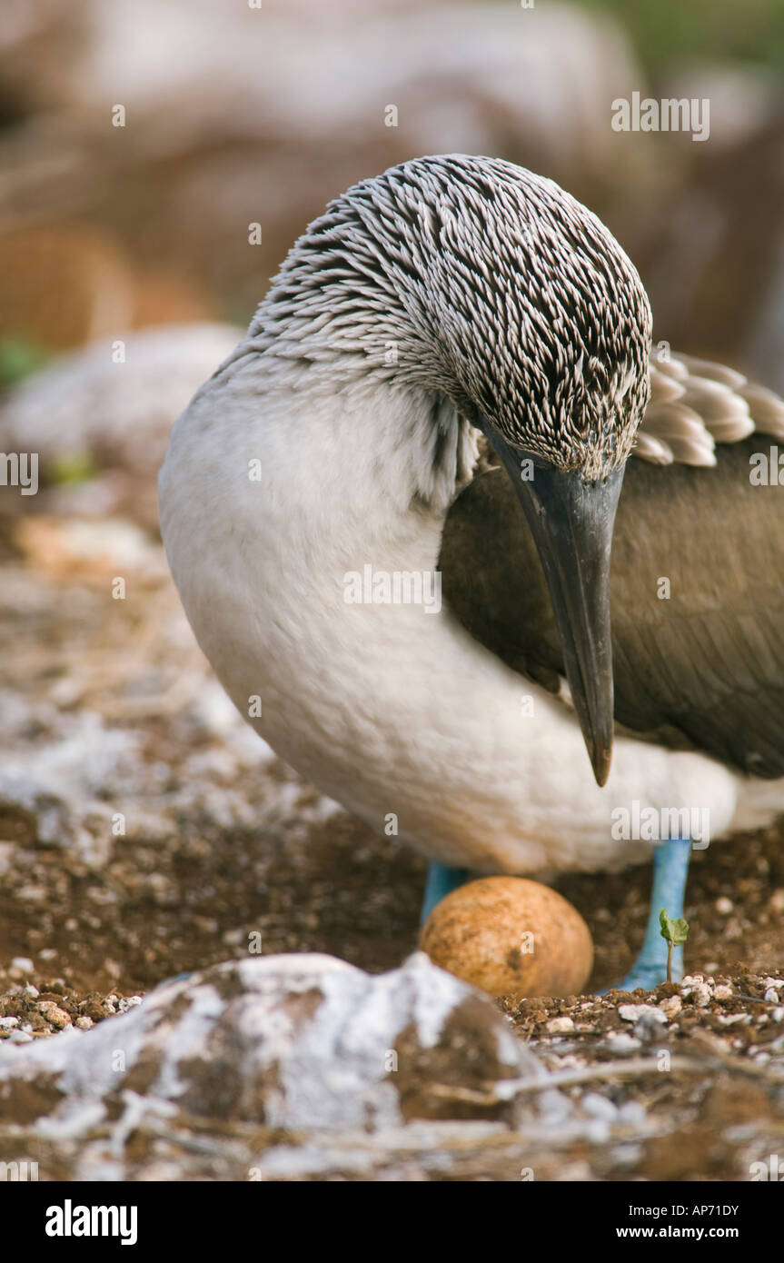 Blue Footed Booby Sula nebouxii excisa with egg at nesting site North Seymour Island Galapagos National Park Ecuador Stock Photo