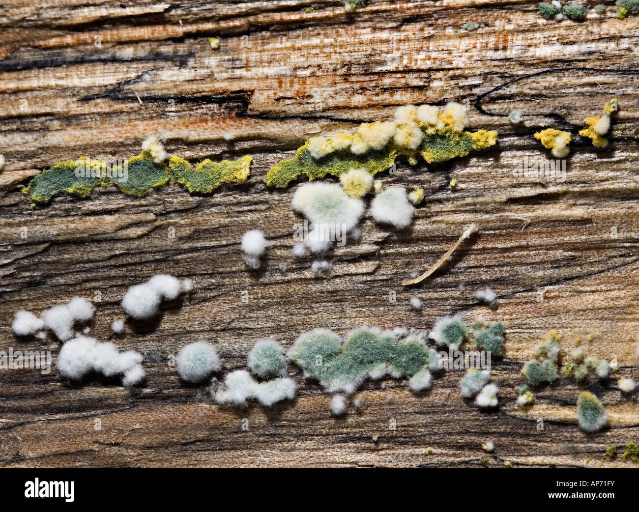Rotting wood with mould and fungus growing UK Stock Photo