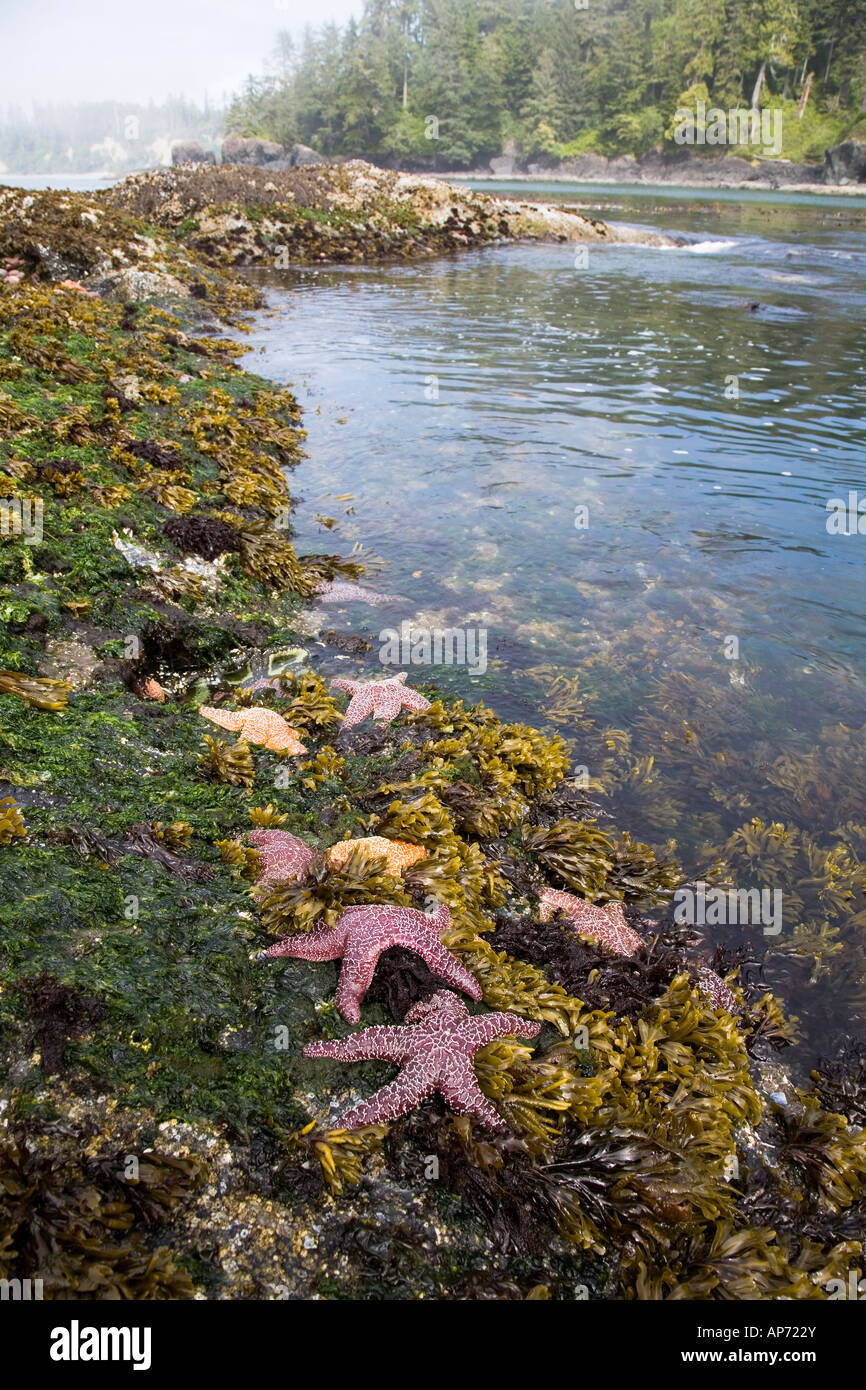 Ochre sea stars Pisaster ochraceus on rocky shore Pacific Rim National Park Vancouver Island British Columbia Canada Stock Photo