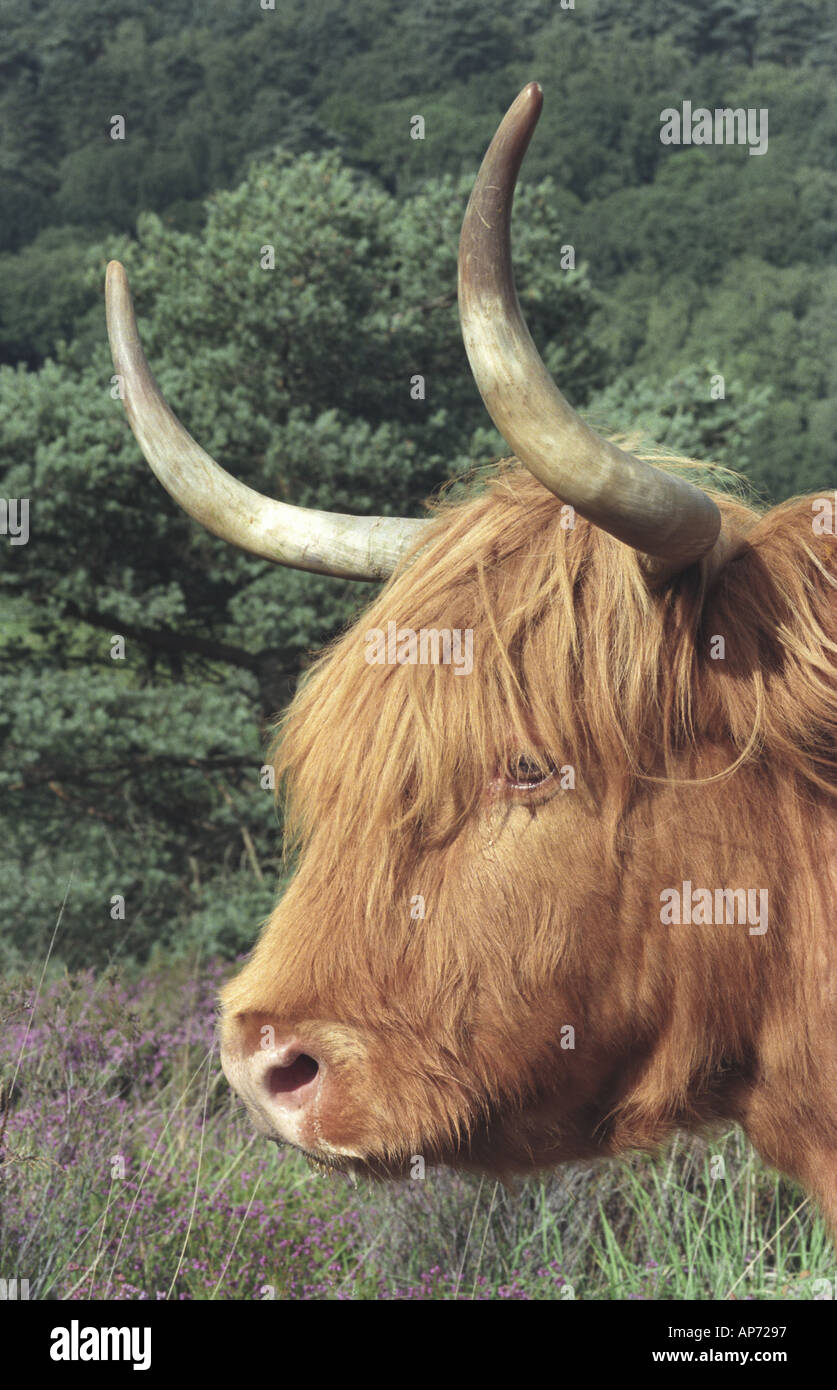 Aberdeen angus bull hi-res stock photography and images - Alamy
