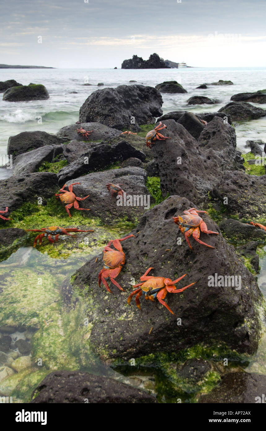 Seaweed sally hi-res stock photography and images - Alamy