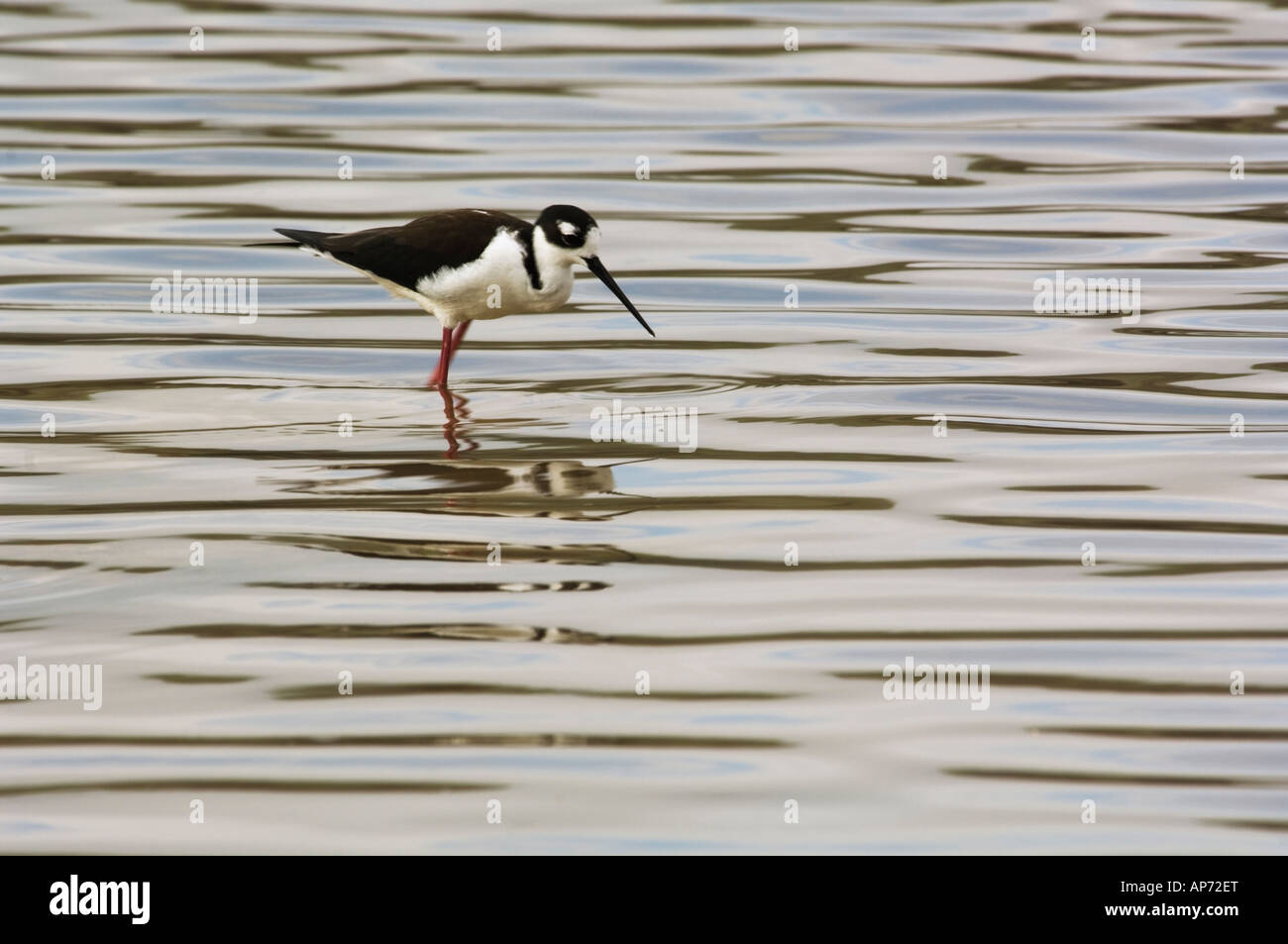 Unknown bird feeding Galapagos National Park Ecuador Stock Photo - Alamy