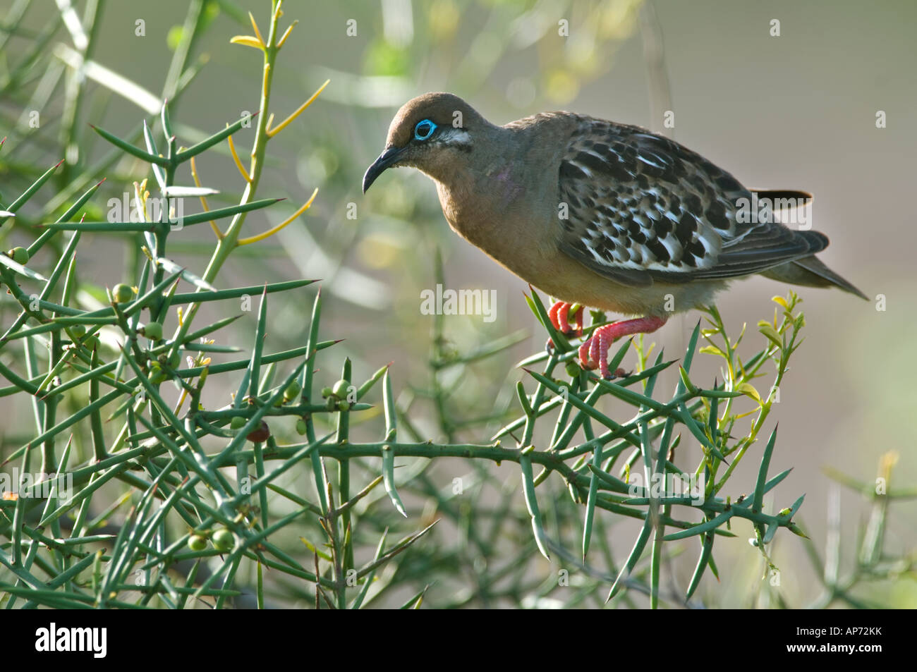 Galapagos Dove Zenaida galapagoensis Galapagos National Park Ecuador ...