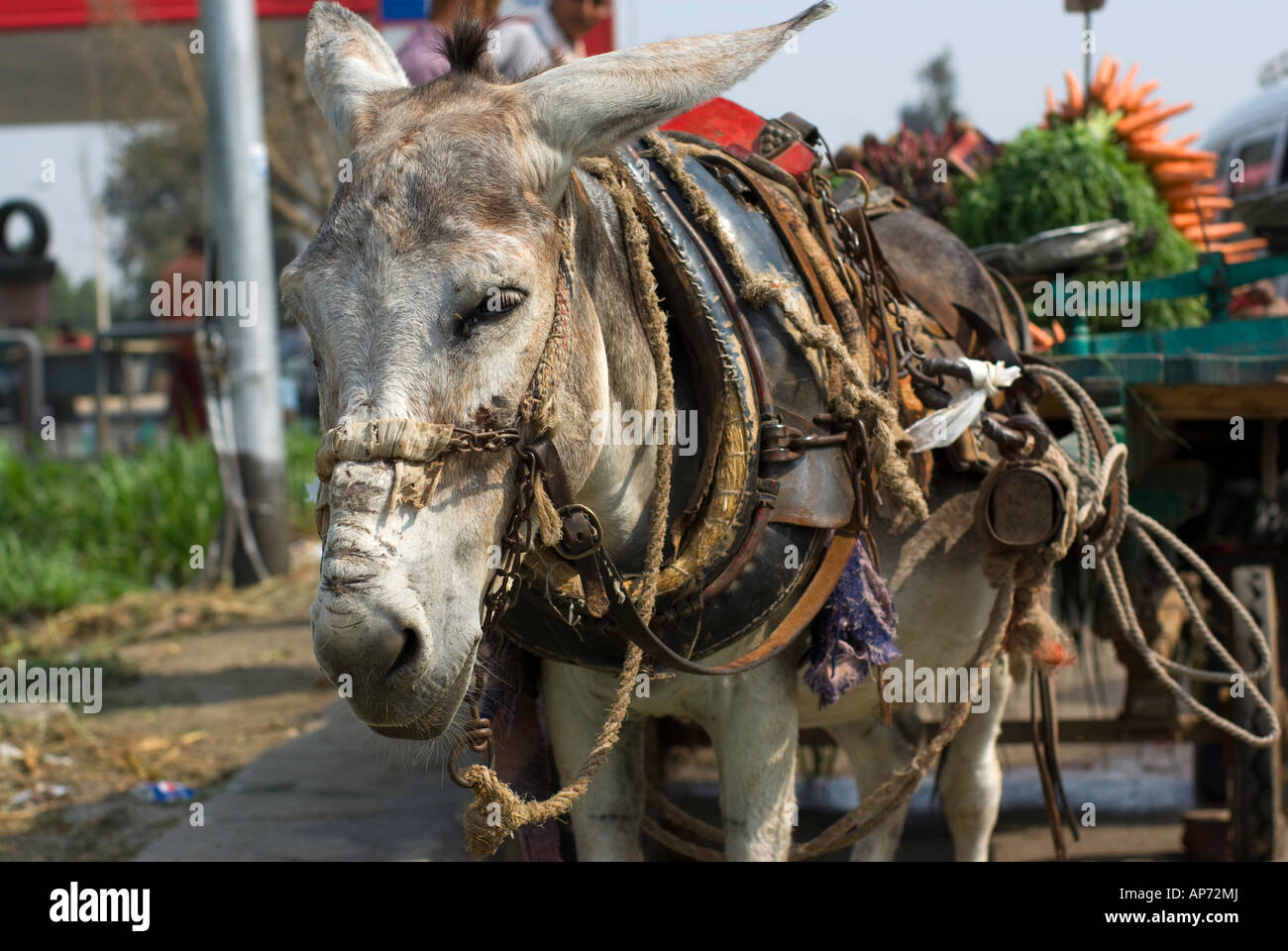 Donkey with laden cart Stock Photo