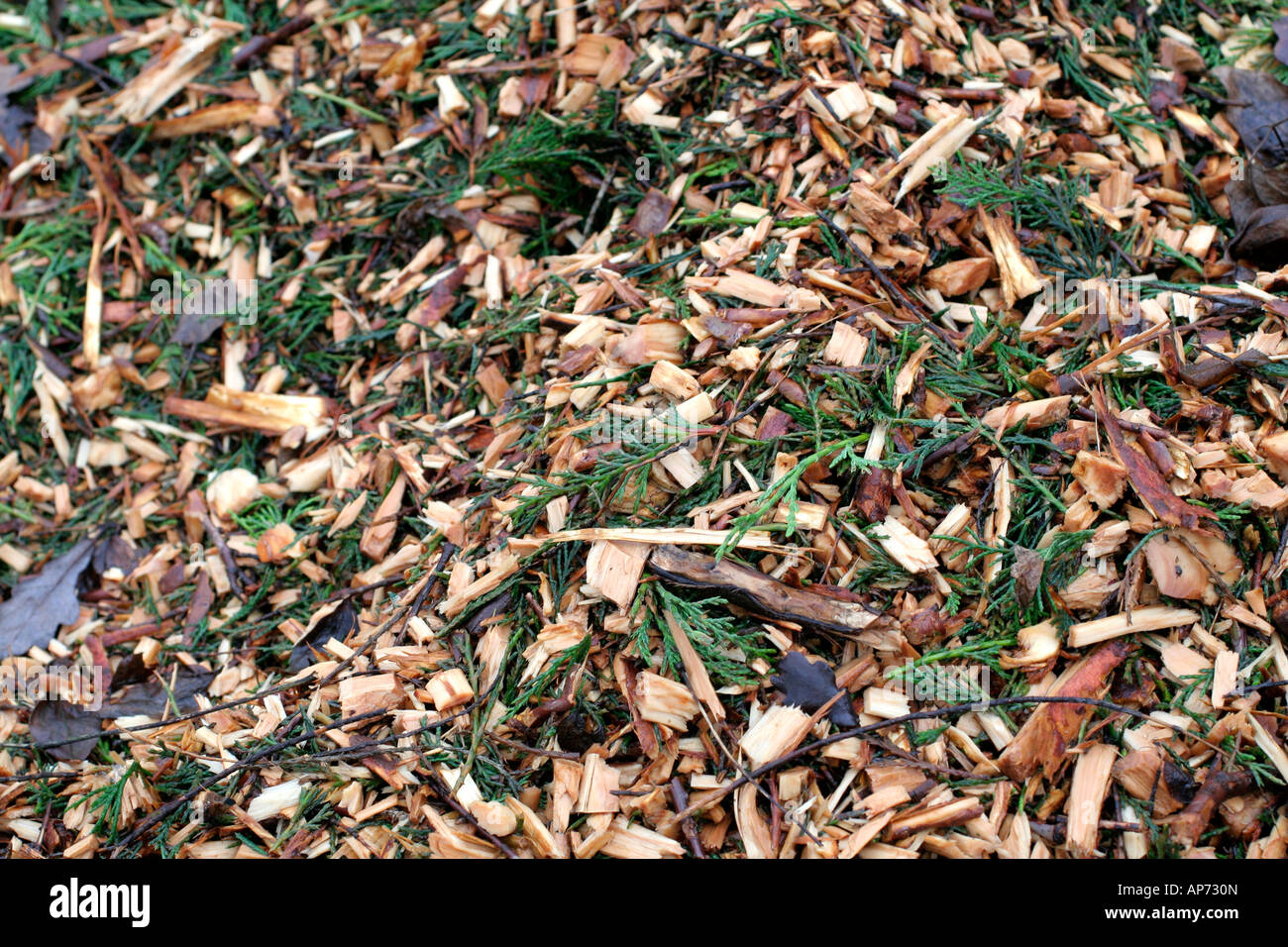 Chipped tree prunings will be used to mulch underneath established shrubs and around herbaceous plants Stock Photo