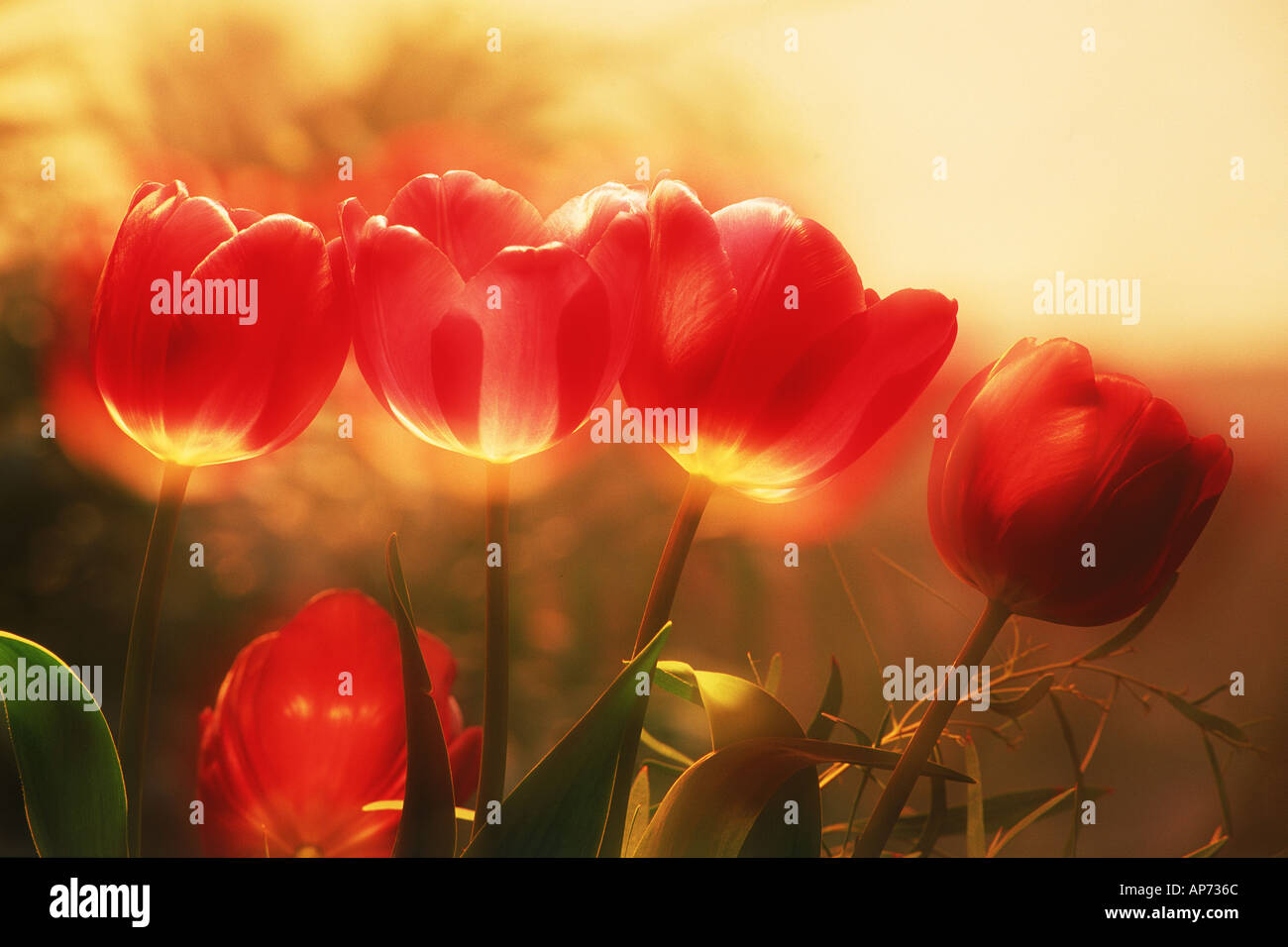 Red tulips in sunset light Stock Photo