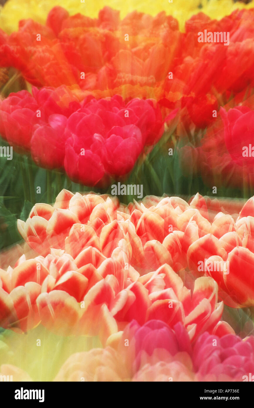Colorful variety of tulips Stock Photo